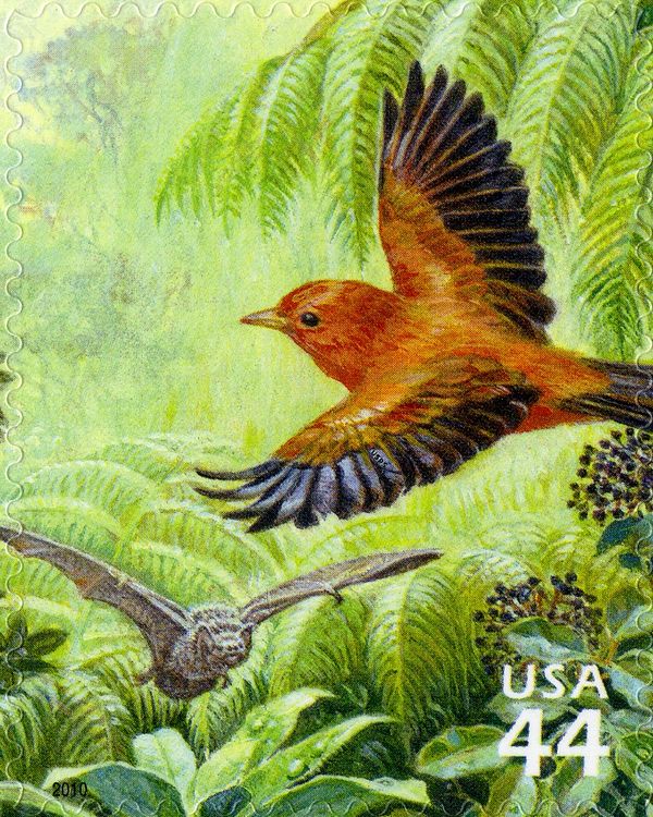Hawai'i Akepa (Loxops coccineus), Hawaiian Hoary Bat (Lasiur