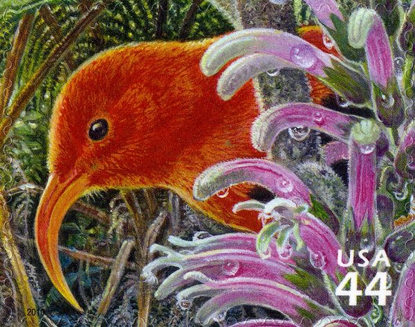 I'iwi (Drepanis coccinea), Haha (Cyanea pilosa longipeduncu