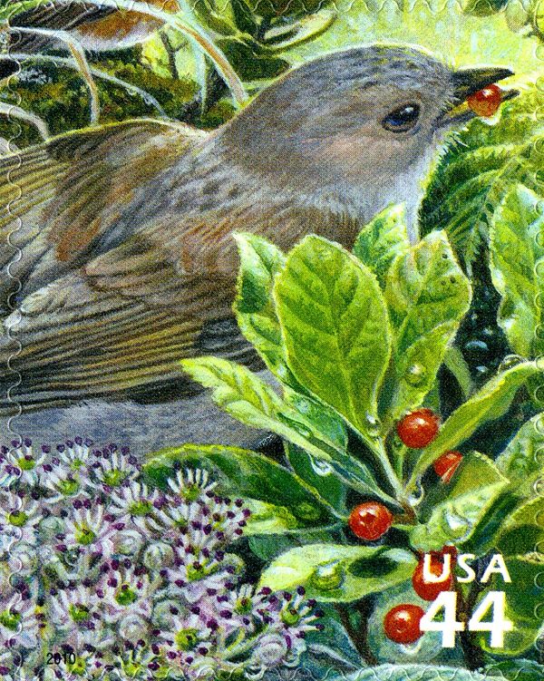 Oma'o (Myadestes obscurus), Kanawao (Broussaisia arguta), Oh