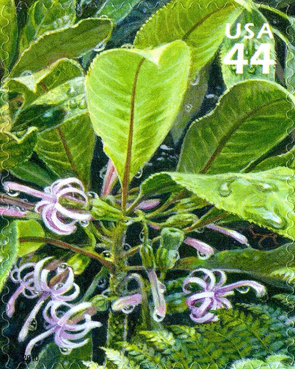 Small-flowered Clermontia (Clermontia parviflora)