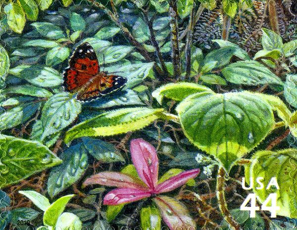 Pulelehua Butterfly (Vanessa tameamea), Kolea Lau Nui (Myrsi