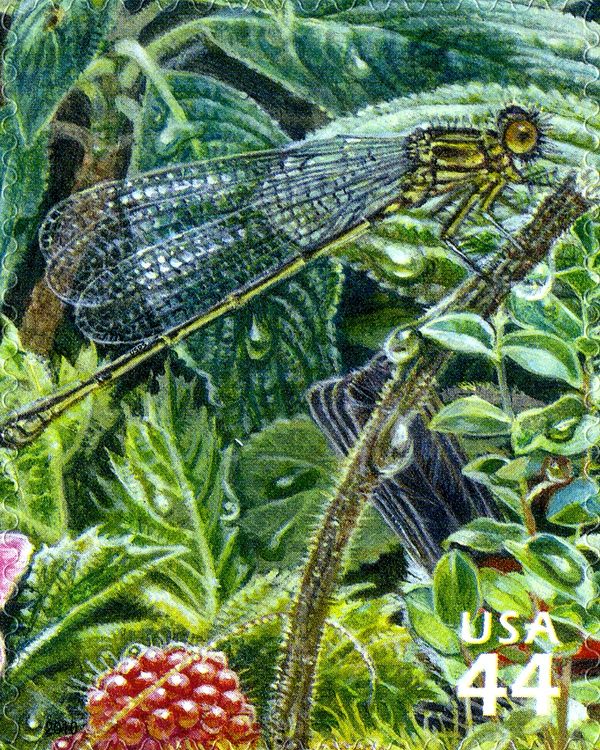 Koele Mountain Damselfly (Megalagrion koelense), Hawaian Ras