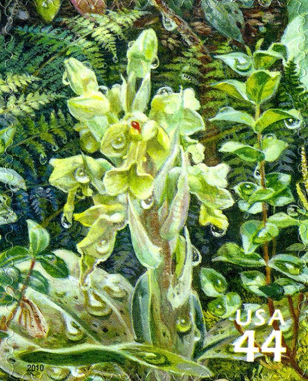 Hawaii Jewel-orchid (Anoectochilus sandvicensis)