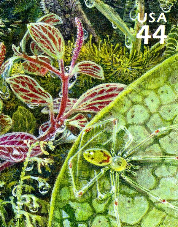 Thickleaf Peperomia, Hawaian Happy-face Spider