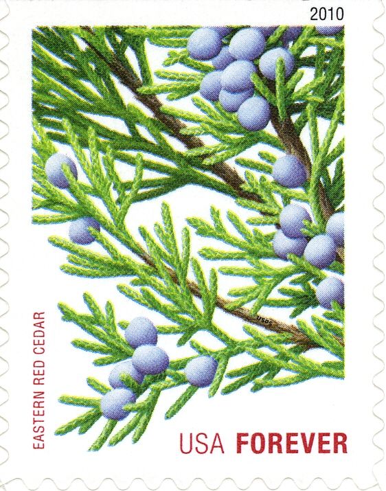 Eastern Red Cedar