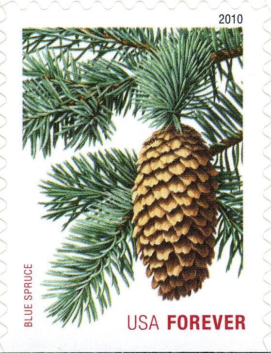 Blue Spruce
