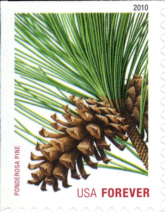 Ponderosa Pine (Pinus ponderosa) (ATM bklt)