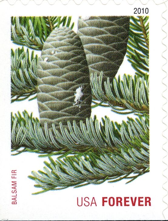 Balsam Fir (ATM bklt)