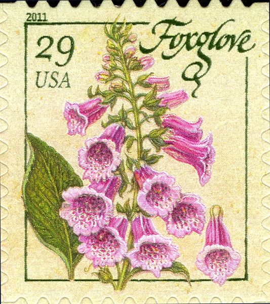 Foxglove (from pane)
