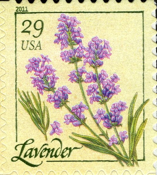 Lavender (coil)