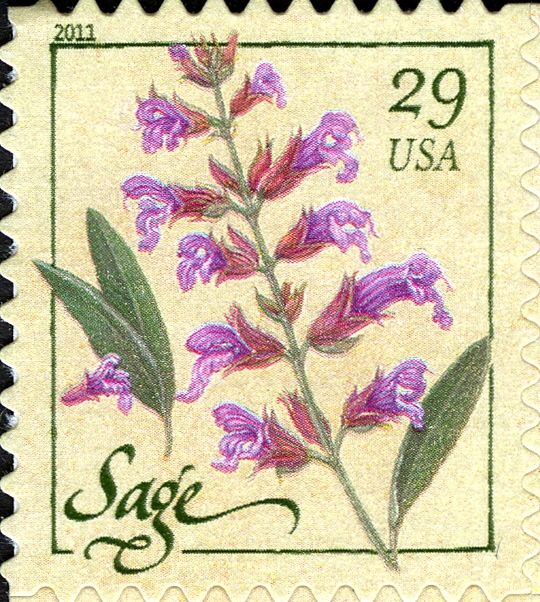 Sage (coil)
