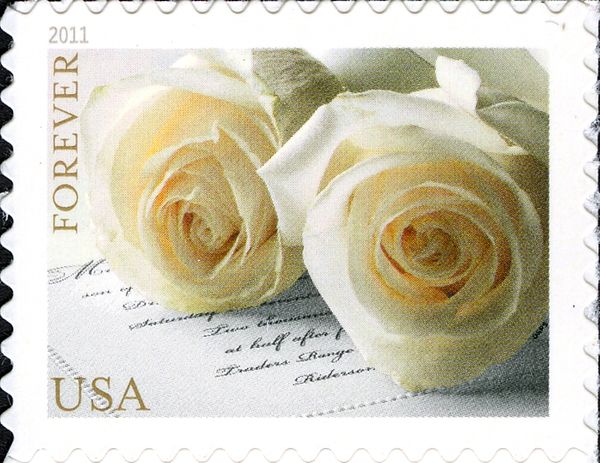 Wedding Roses