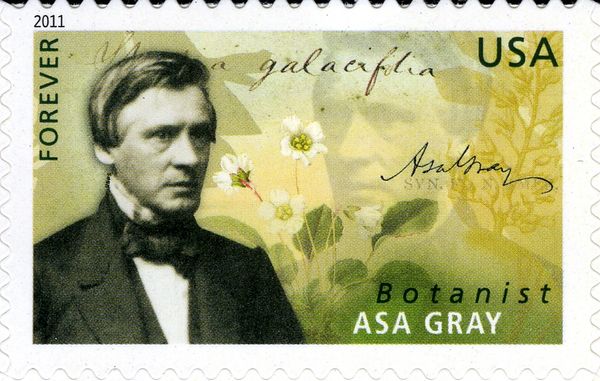Scientists: Asa Gray