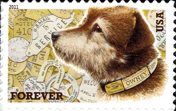 Dog (Canis lupus familiaris)