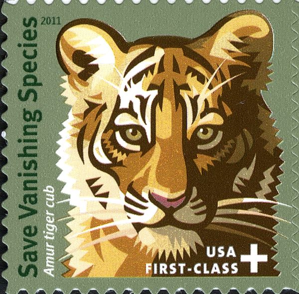 Siberian Tiger (Panthera tigris altaica)