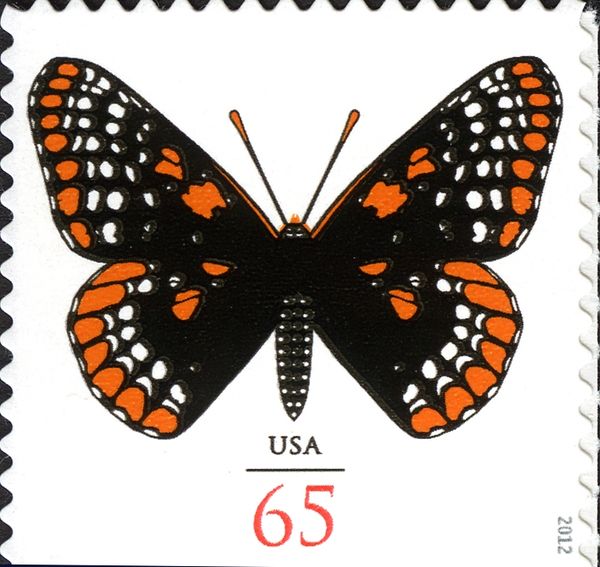 Baltimore Checkerspot (Euphydryas phaeton)
