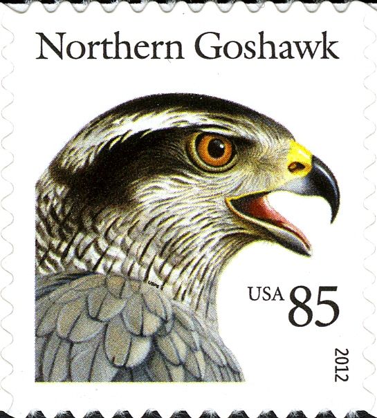 Northern Goshawk (Accipiter gentilis)