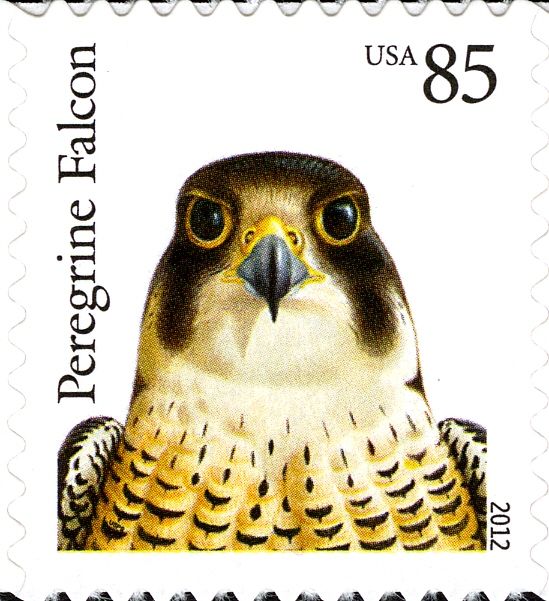 Peregrine Falcon (Falco peregrinus)