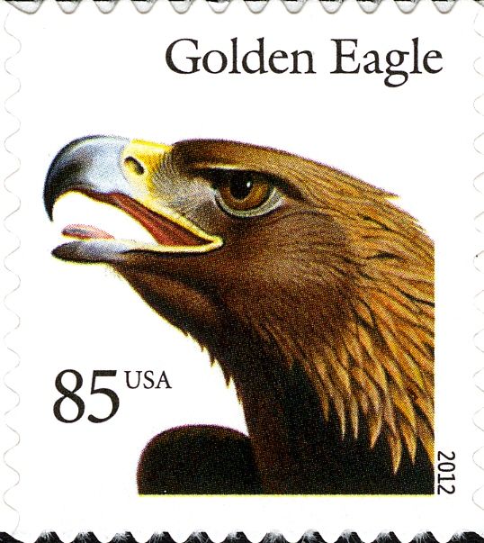 Golden Eagle (Aquila chrysaetos)
