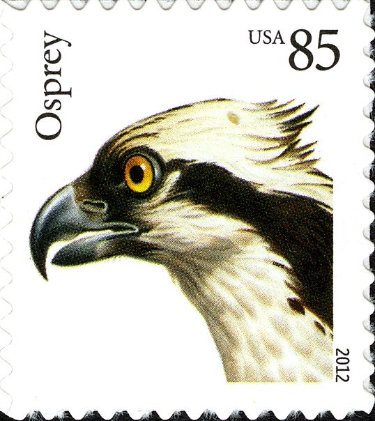 Osprey (Pandion haliaetus)