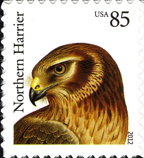 Northern Harrier (Circus hudsonius)