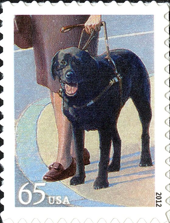 Guide Dog (Canis lupus familiaris)