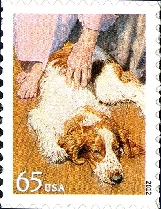 Therapy Dog (Canis lupus familiaris)