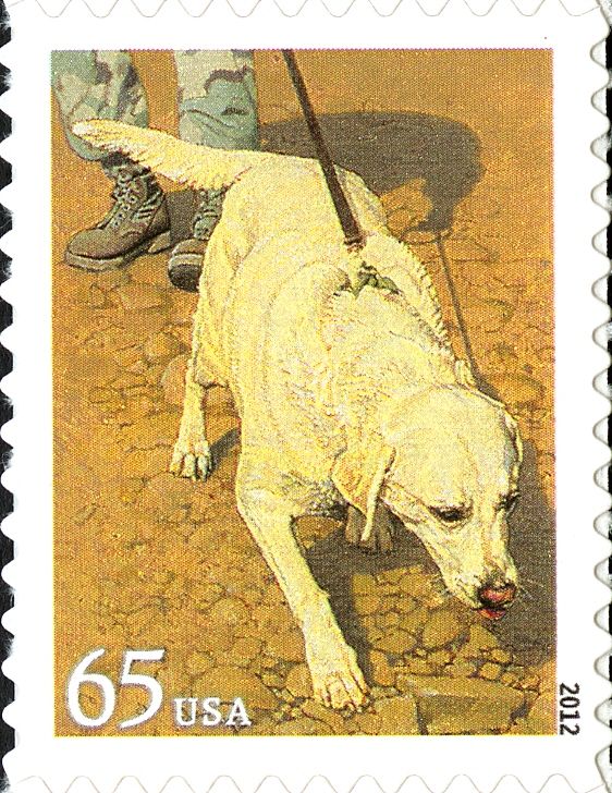 Military Dog (Canis lupus familiaris)