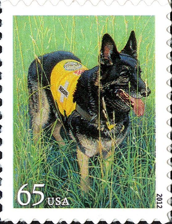 Rescue Dog (Canis lupus familiaris)