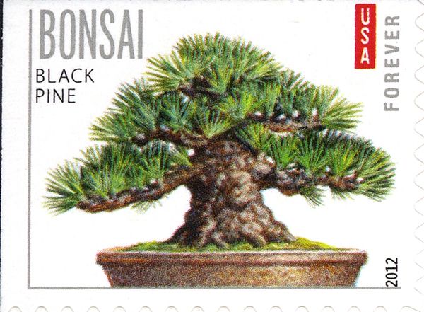 Black Pine