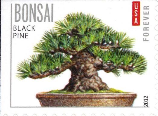 Black Pine