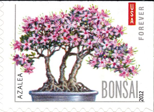 Azalea