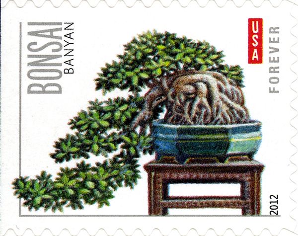 Banyan