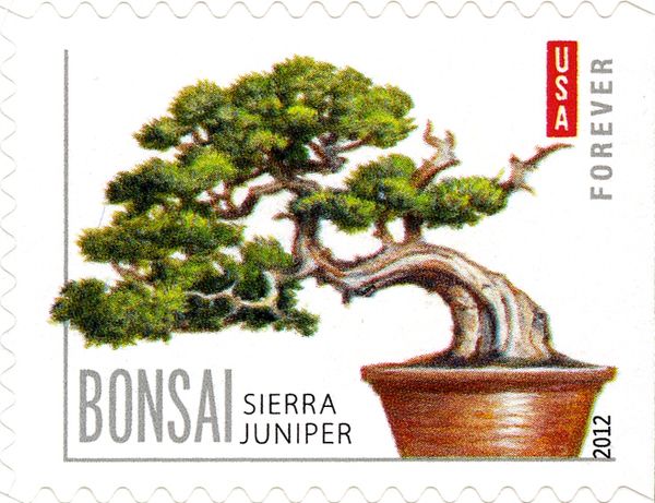 Sierra Juniper