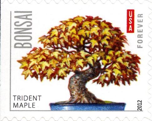 Trident Maple
