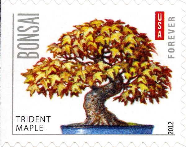 Trident Maple