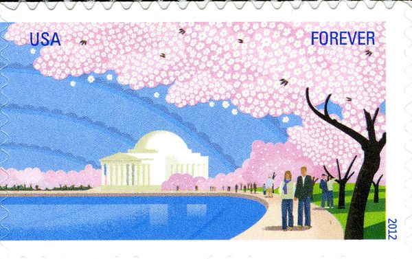 Cherry Blossoms & Jefferson Memorial