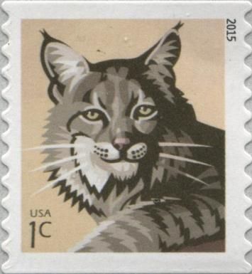 Bobcat (Lynx rufus)