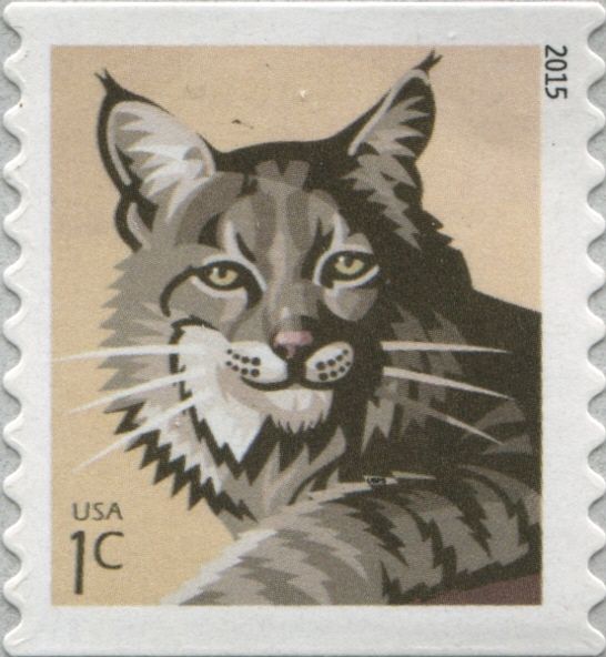 Bobcat (Lynx rufus)