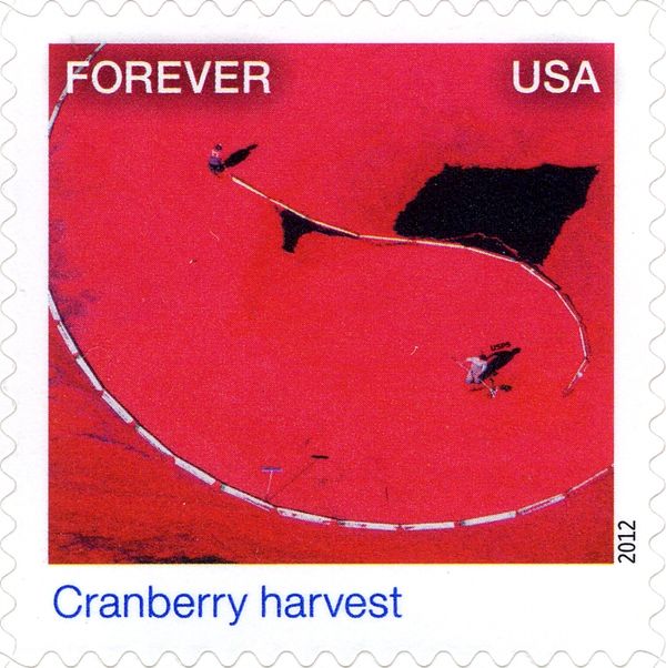 Earthscapes: Cranberry harvest