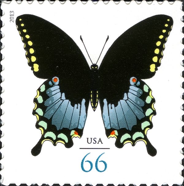 Spicebush Swallowtail (Papilio troilus)