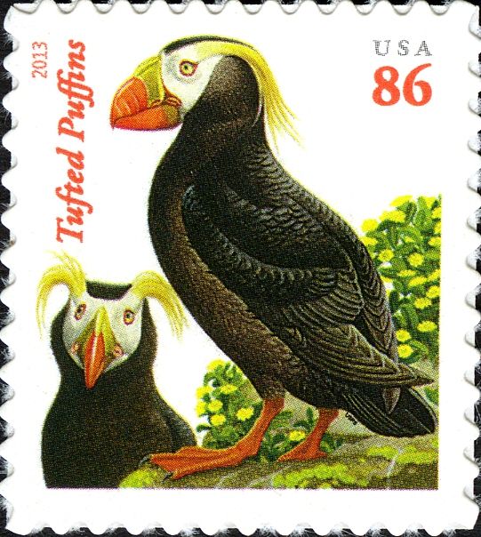 Tufted Puffin (Fratercula cirrhata)
