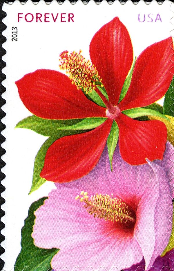 La Florida: Hibiscus red and pink