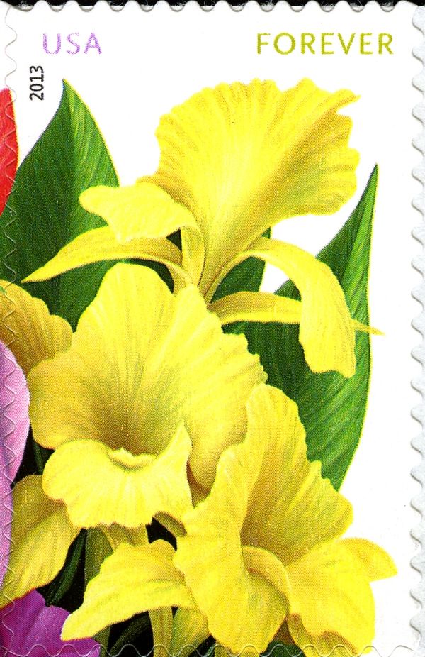 La Florida: Yellow cannas