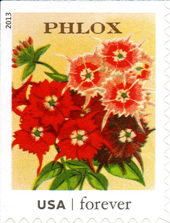 Seed Packets: Phlox