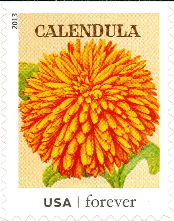 Seed Packets: Calendula