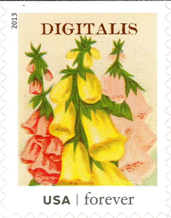 Seed Packets: Digitalis