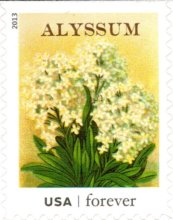 Seed Packets: Alyssum