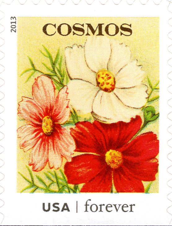 Seed Packets: Cosmos