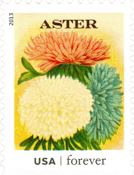 Seed Packets: Aster